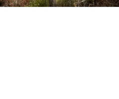 Asheville Alabama 3/4 acre lot near Coosa River